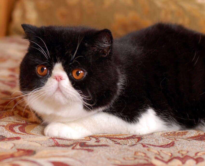 Экзотическая короткошёрстная кошка: описание, цена и история породы