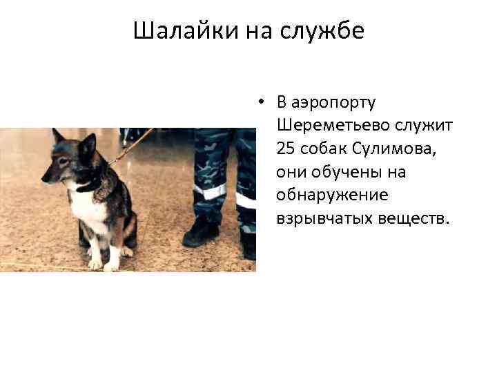 Собака сулимова: описание, характеристика, фото