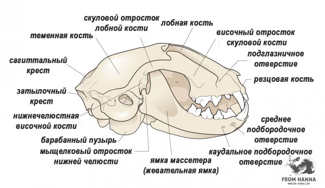 Анатомия кошки