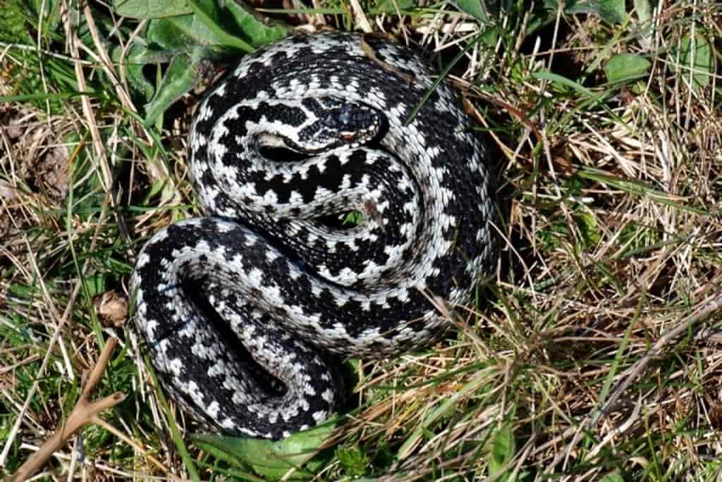 Название гадюки. Обыкновенная Степная гадюка. Обыкновенная гадюка (Vipera berus). Змея Степная гадюка. Змея гадюка ядовитая.