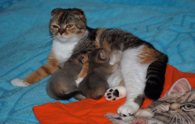 Беременность шотландской вислоухой и прямоухой кошки