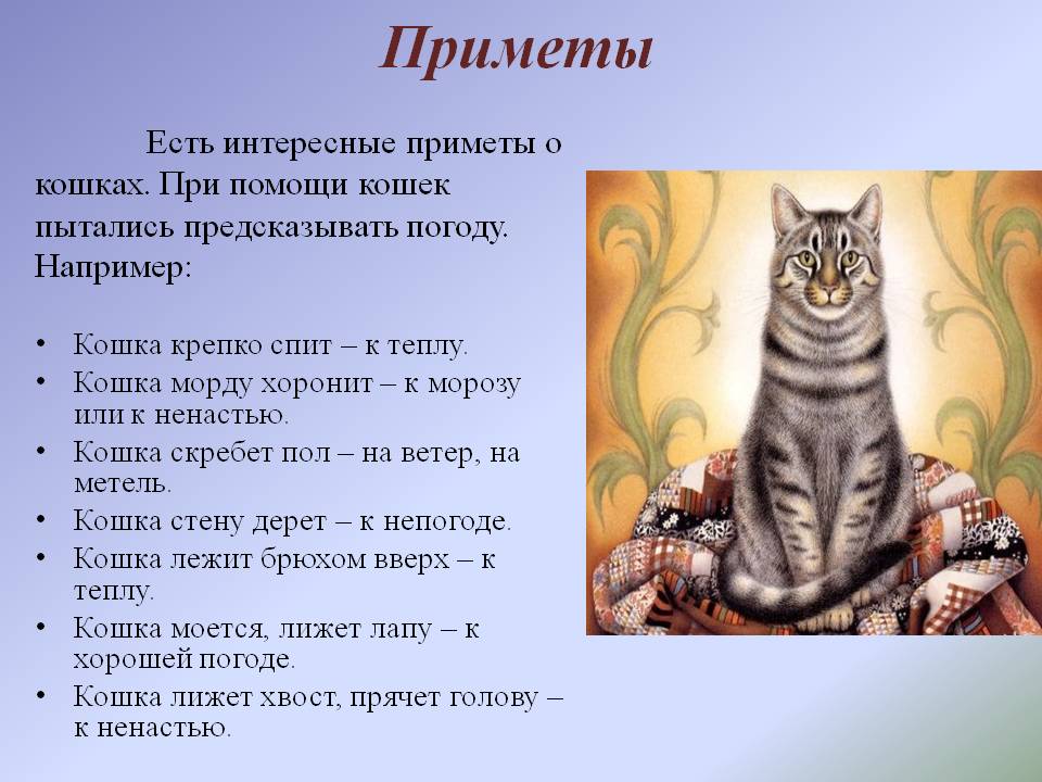 Кошка в доме: приметы и суеверия, народные поверья, к чему приходит в дом