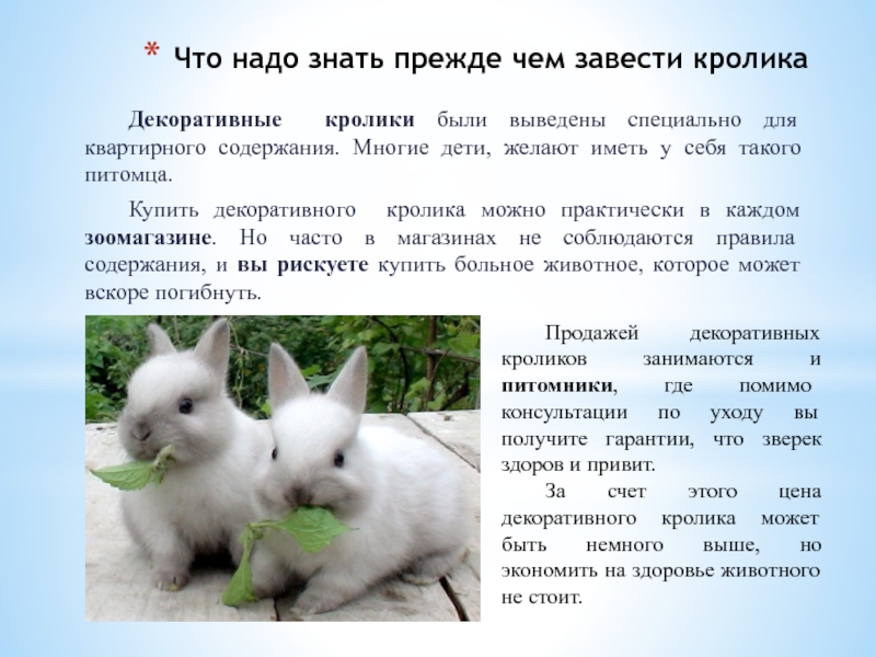 Декоративные кролики: породы, их описание и фото. домашние карликовые кролики: описание, уход, содержание