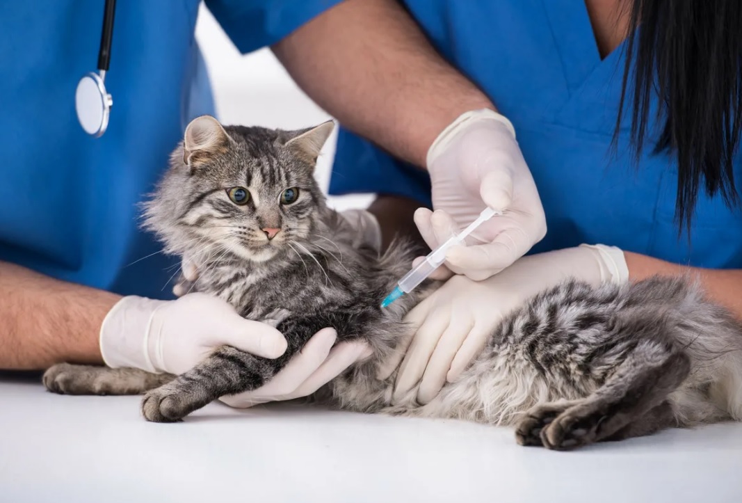 Стерилизация кошек: плюсы и минусы, как проводят и что делать после нее