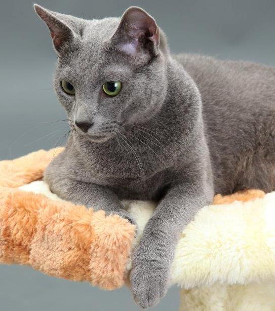 Русская голубая кошка ???? фото, описание, характер, факты, плюсы, минусы кошки ✔