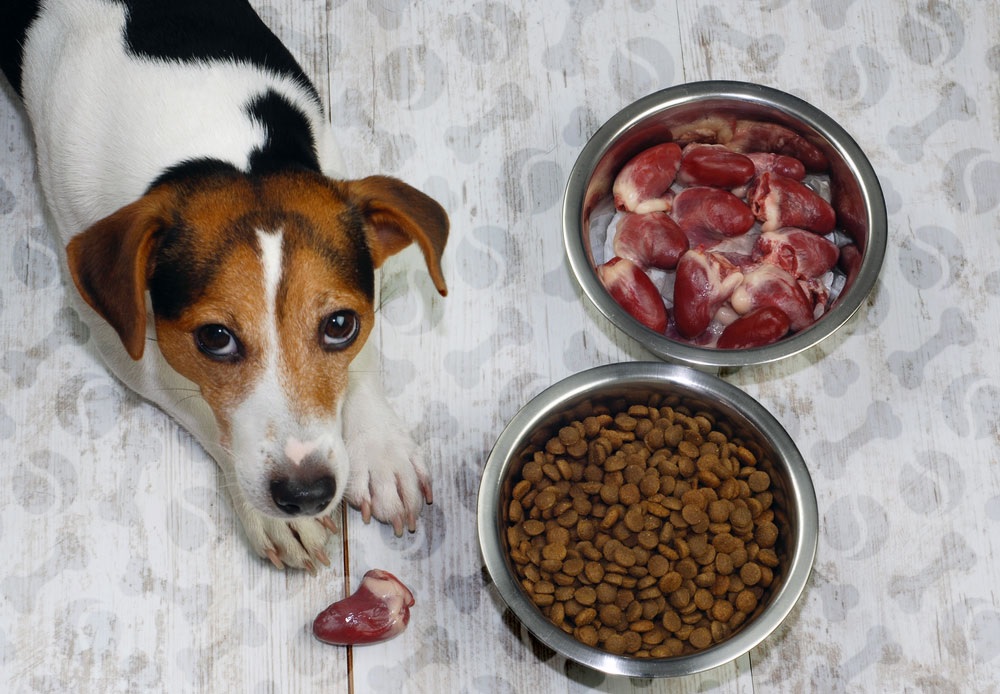 Чем и как правильно кормить собаку в домашних условиях, основные правила кормления собак, чем кормить