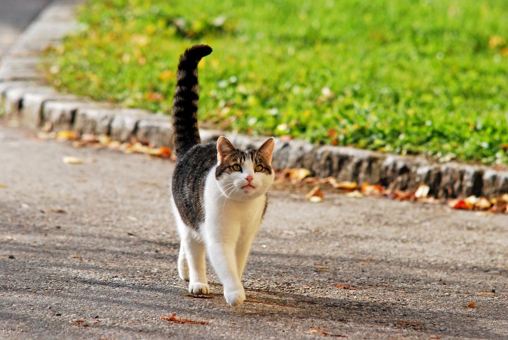 Почему кошка ходит по пятам за хозяином: что делать