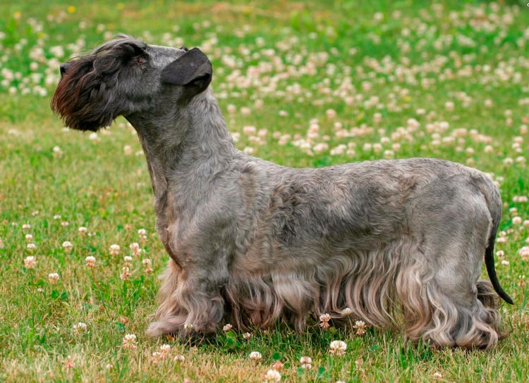 Йоркширский терьер собака. описание, особенности, виды, уход и цена породы | живность.ру