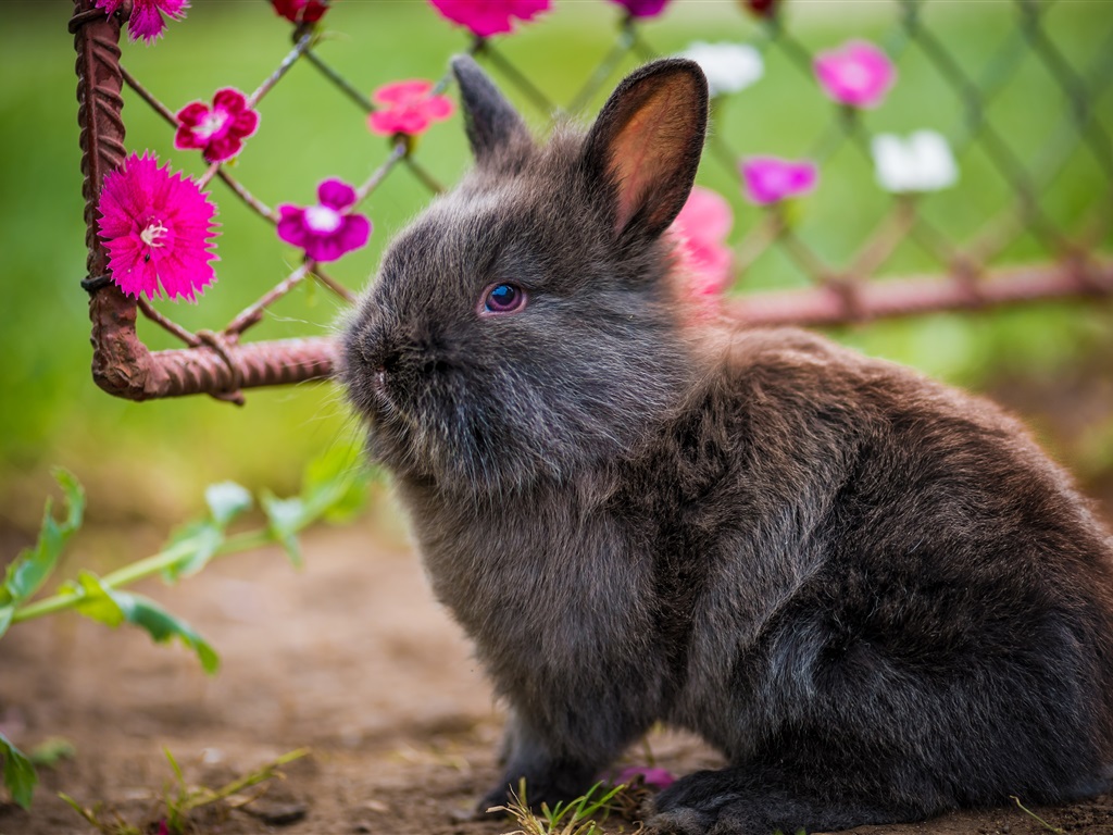 Породы кроликов (57 фото): какие виды разводят в разных областях страны? описание рыжих, лысых, пушистых и других кроликов