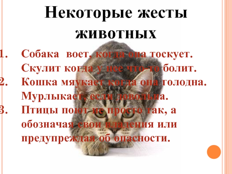 Котенок мяукает что значит