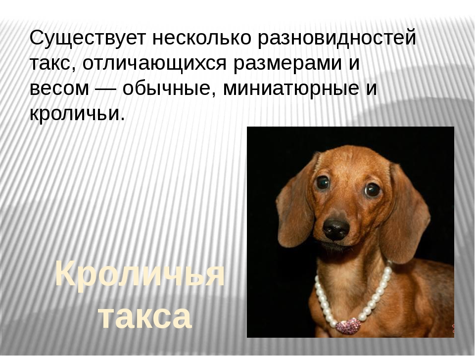 Характеристика породы «такса»: фото собак, описание стандарта, особенности характера, правила ухода, плюсы и минусы