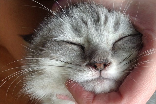Сухой нос и горячие уши у кошки: причины и первая помощь животному
