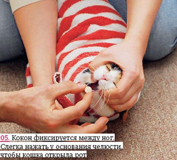 Обезболивающие для кошек в домашних условиях: разрешенные препараты - animallist.ru
