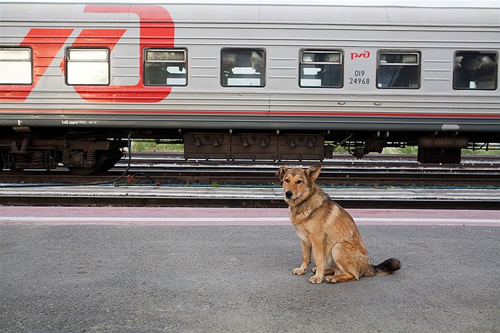 Правила перевозки животных в поездах ржд. перевозка животных на электричке.