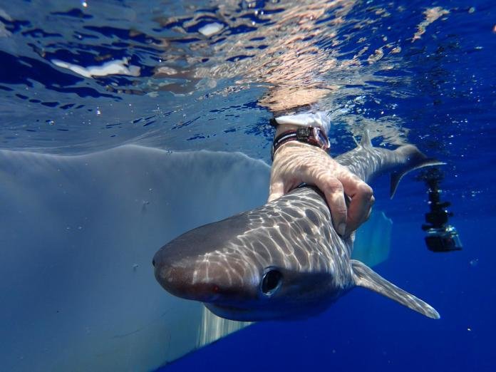 Все нападения акул в испании - статистика всех атак на людей и столкновений с хищниками на испанском побережье