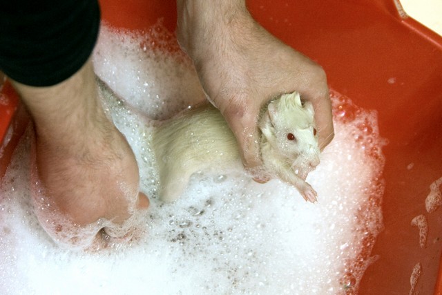 Умеют ли мыши плавать, как крысы плавают в воде? умеют ли крысы плавать (дикие и домашние)?