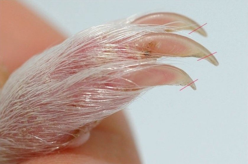 Где в кирове можно подстричь свинке морской ногти адреса