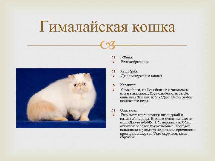 Британская длинношерстная кошка: описание с фото и видео