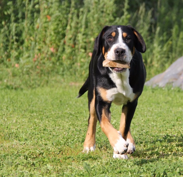 Большой швейцарский зенненхунд: гросс (гроссер) - фото, видео, описание породы, питомники, уход за щенком, цена, отношение собак к детям, а также отзывы владельцев