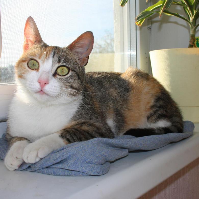 Порода кошек эгейская: фото, видео и описание