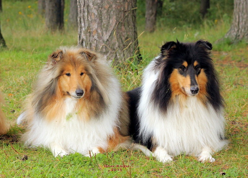 Собака колли или шотландская овчарка фото, описание породы, цена щенка