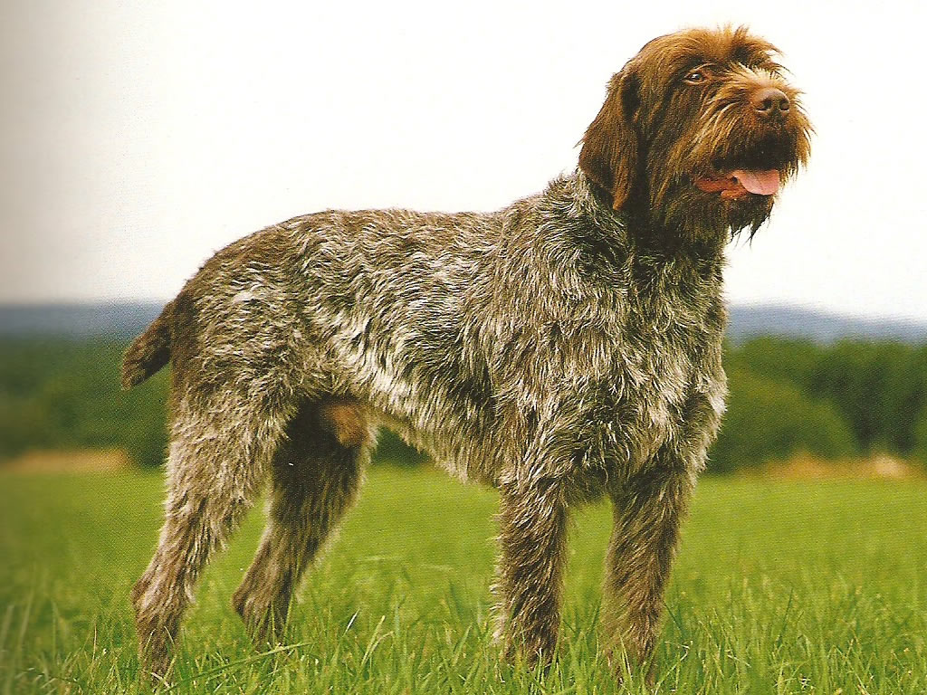 Бельгийский гриффон: порода собак, фото черного, цена щенка, характер
