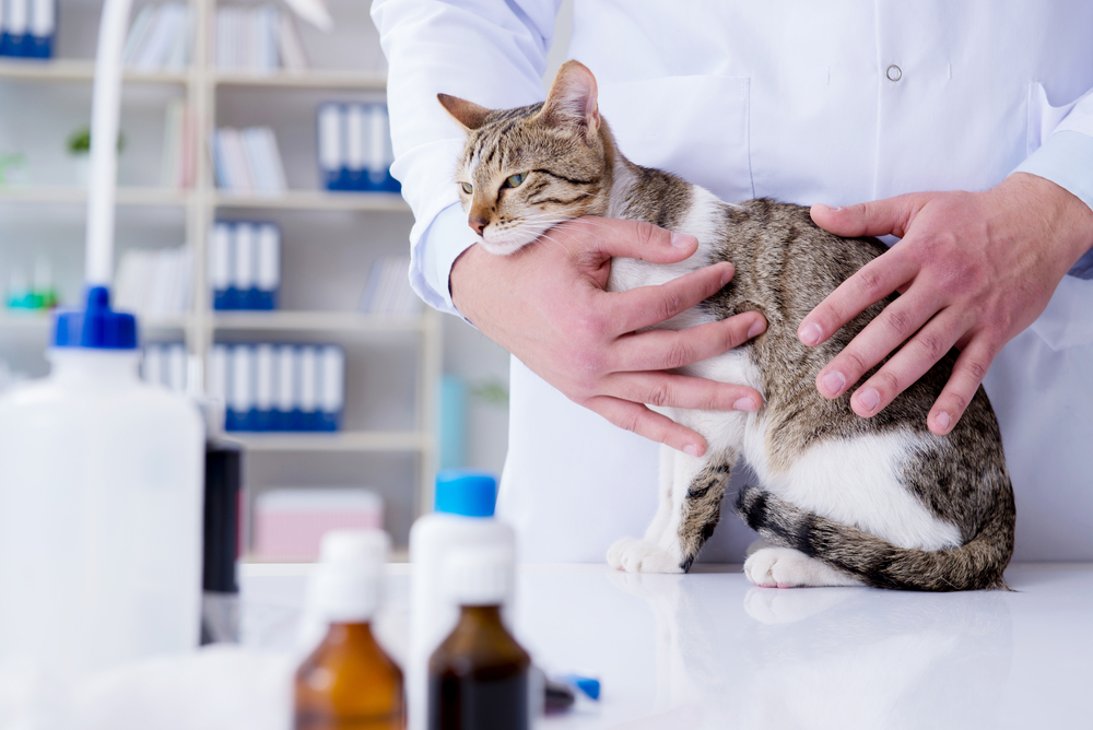 Диета для кошек при мочекаменной болезни с образованием цистиновых уролитов, фосфатов и силикатов