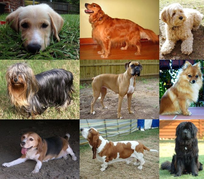 Японские породы собак. топ-10 с фото