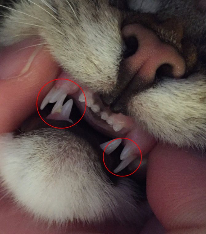 Смена молочных зубов у котят: возраст и симптомы, у кошек и котов