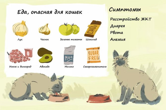 Как перевести кота с сухого корма на натуральную пищу и домашнюю еду