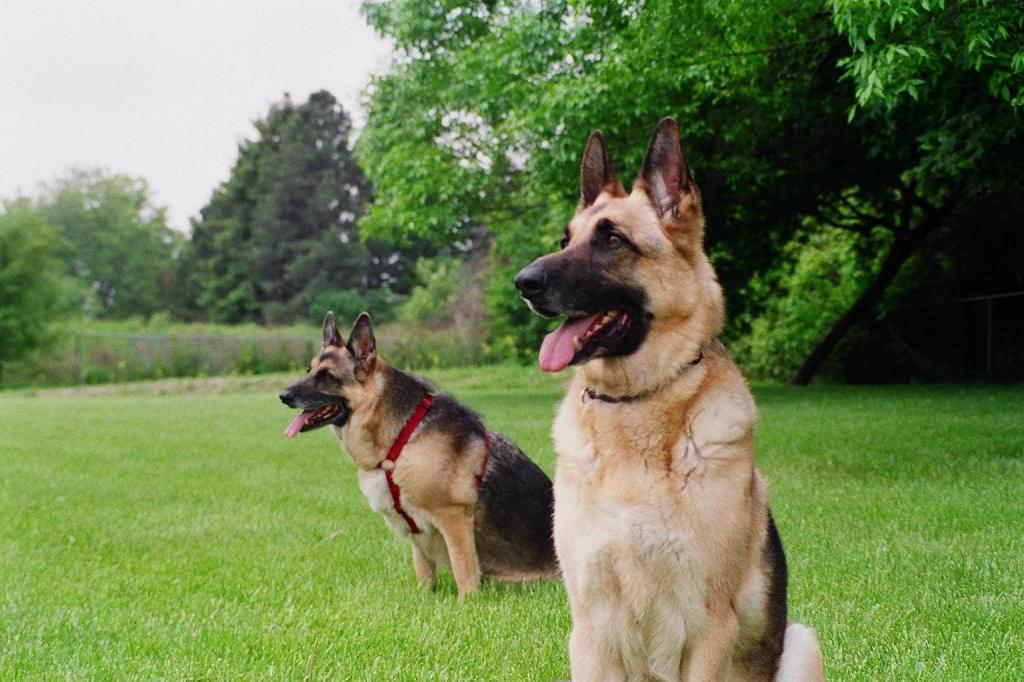 Сторожевые породы собак: средних размеров, небольшие, маленькие и большие псы для охраны частного дома. названия и описание самых лучших породистых охранных