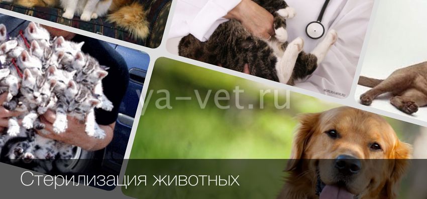 Кастрация собак. плюсы, минусы и в каком возрасте можно делать | sobakagav.ru