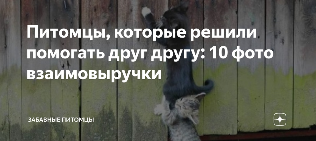 12 ошибок при покупке питомца, которые испортят жизнь обоим - gafki.ru