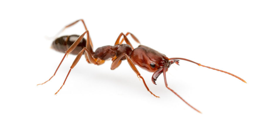 Odontomachus monticola или кричащий муравей    | клуб любителей муравьев