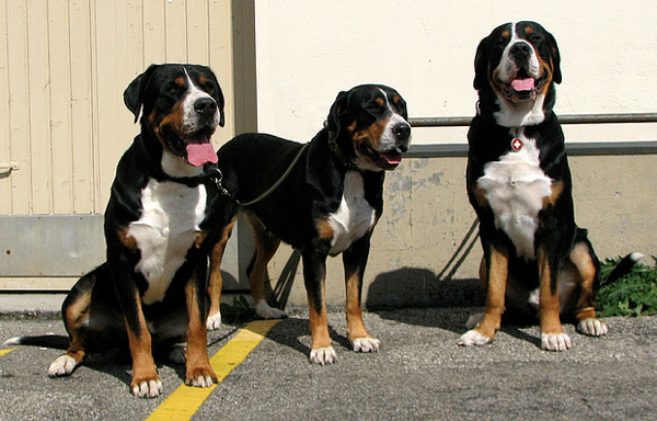 Какая лучшая порода собак для охраны частного дома - небольшие и средние породы собак для охраны частного дома | советы по недвижимости