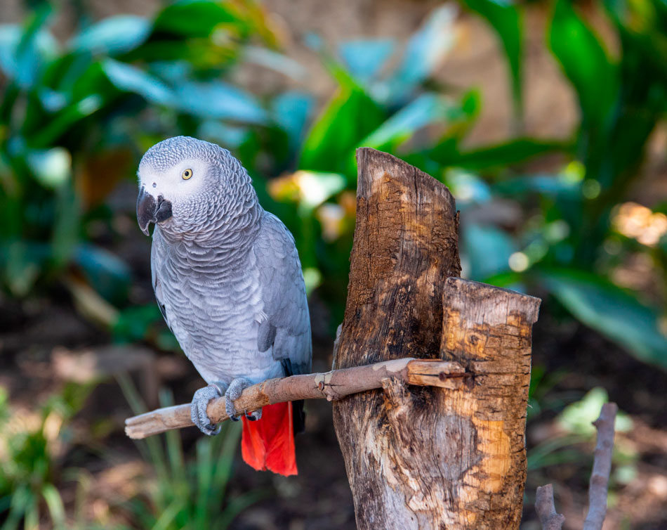 Попугай жако: описание, где обитают, сколько живут, чем питаются