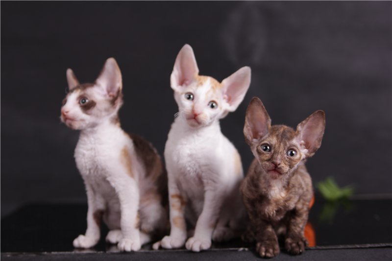 Корниш-рекс (62 фото): описание кошек белого, черного и другого окраса породы корниш-рекс. сколько живут коты? характер котят. отзывы владельцев