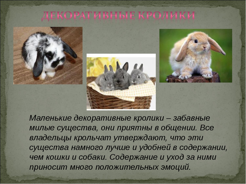 Декоративные кролики: обзор популярных мини-пород