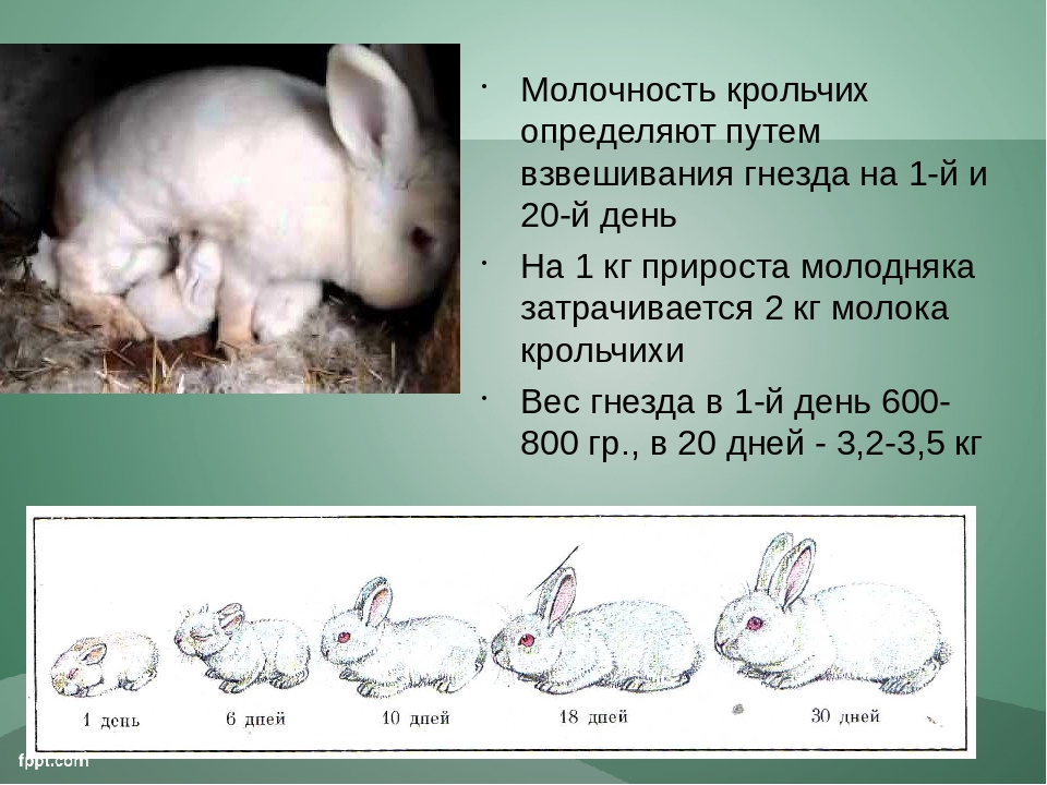 ᐉ как узнать что крольчиха беременна? - zooon.ru