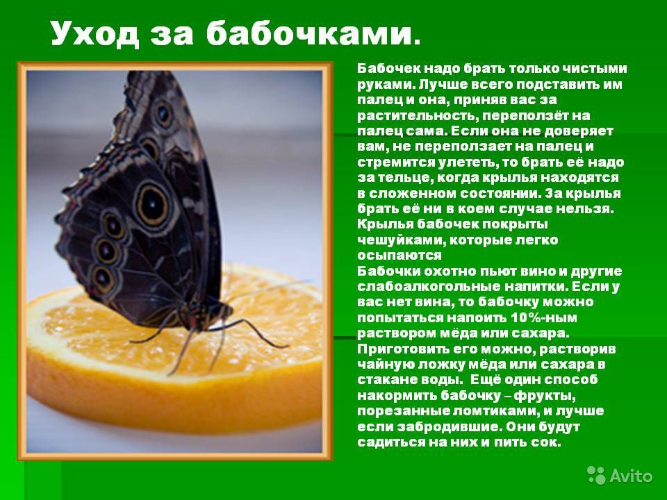 Бабочка капустница: сколько живет и чем питается вредитель, фото и видео русский фермер