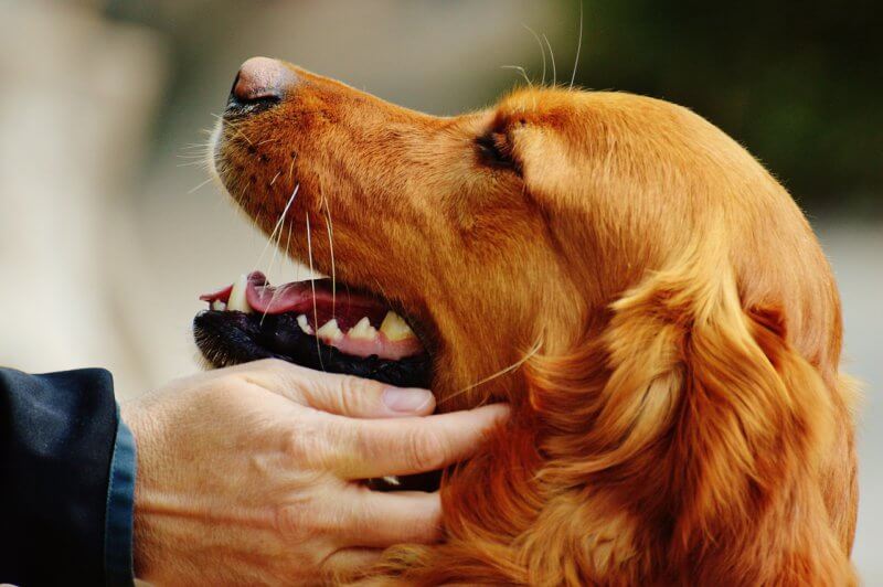 Спокойные породы собак для квартиры и дома: маленькие, небольшие, средние | petguru