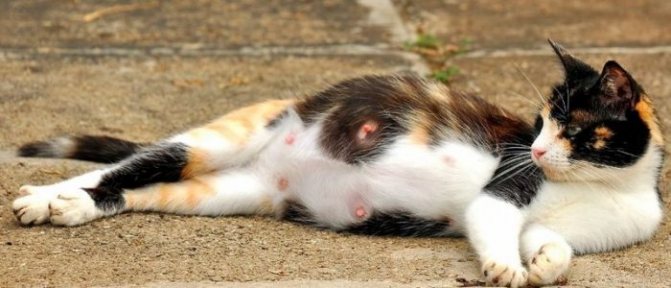 У беременной кошки глисты: что делать, как вывести, что дать и можно ли их травить
