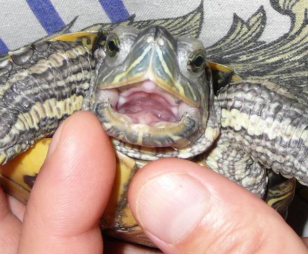 Кусаются ли черепахи