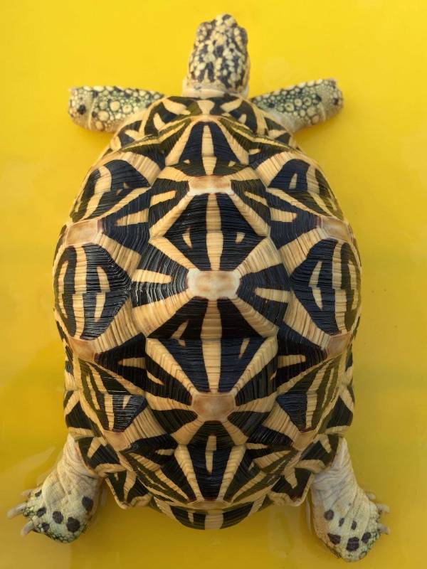Звёздчатая черепаха - вики