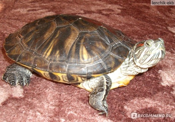 Сколько лет живут черепахи домашние маленькие