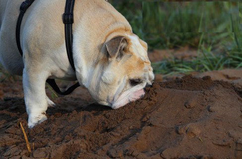 Почему собака ест землю или камни: причины и способы отучения