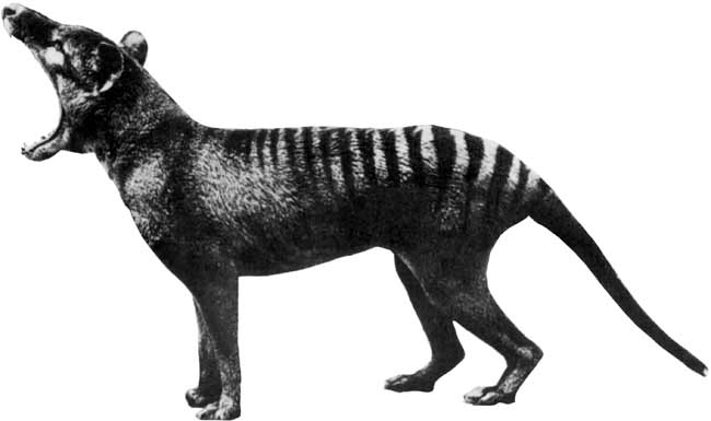 Сумчатый волк: история и описание тасманийского тигра