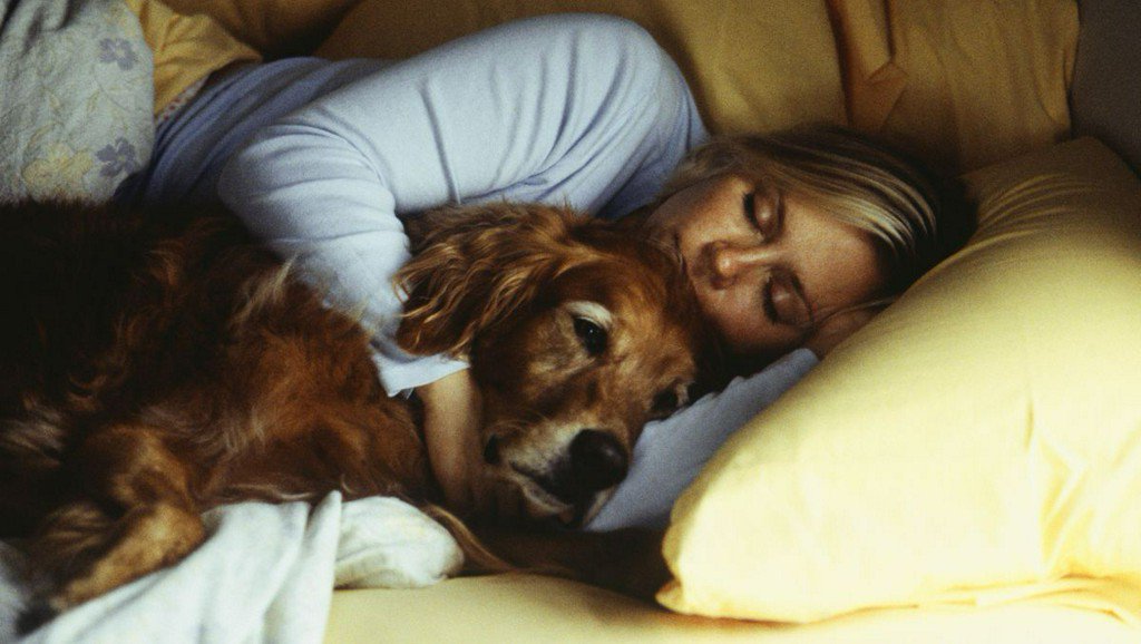 Собака спит на полу: причины, риски и способы устранения