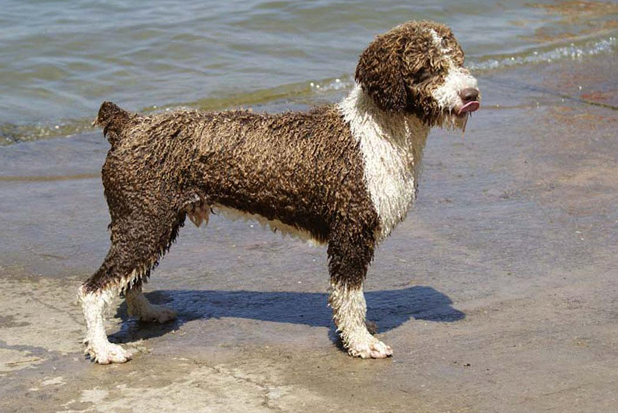 Испанская водяная собака.описание породы, характер, фото