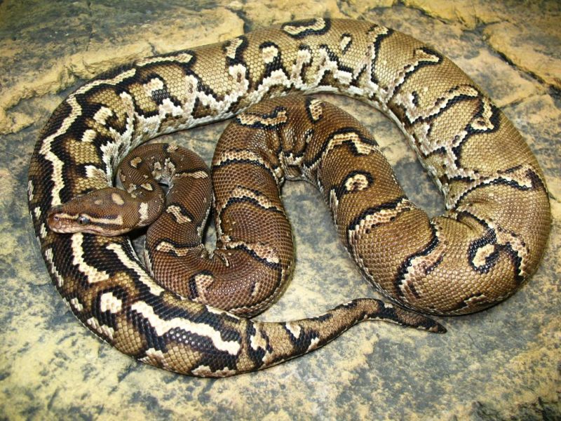 Змея удав (110 фото): виды и особенности, как отличить, размеры. окрас, сколько живут, что едят